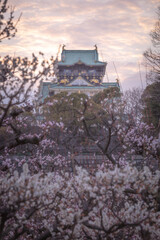 大阪府 大阪城 梅林