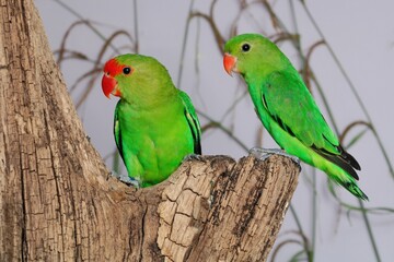 Ein Paar Tarantapapageien (Agapornis taranta) in der Voliere.