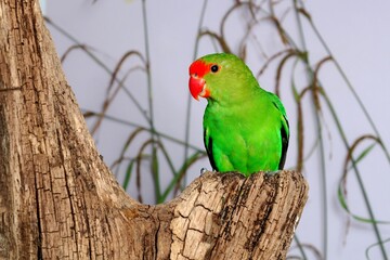 Tarantapapagei Männchen (Agapornis taranta) in der Voliere.