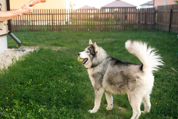 Owner is playing with a husky dog in yard of house on grass behind fence. A toy in the owner's...