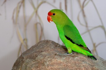 Tarantapapagei Männchen (Agapornis taranta) auf einem Stein in der Voliere.