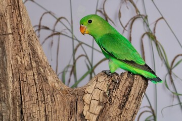 Tarantapapagei Jungvogel (Agapornis taranta), drei Monate alt.