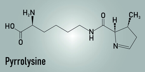 Pyrrolysine or l-pyrrolysine, Pyl, O amino acid molecule. Skeletal formula.