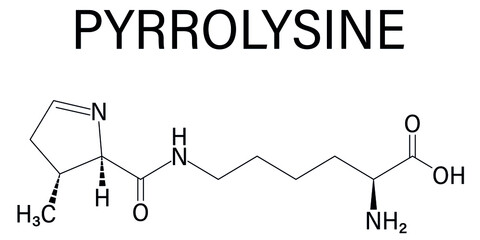Pyrrolysine or l-pyrrolysine, Pyl, O amino acid molecule. Skeletal formula.