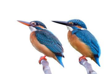 Common kingfisher comparison in isolated on white background, female has red lips while male has all black bill