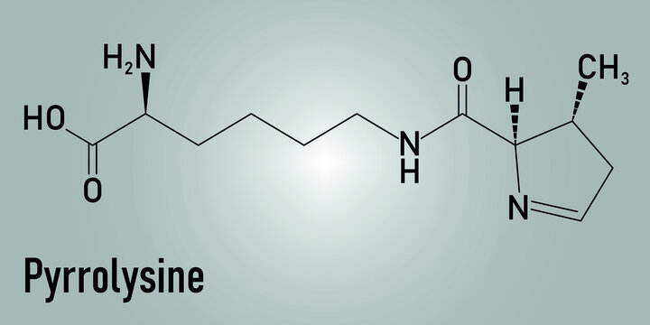 Pyrrolysine or l-pyrrolysine, Pyl, O amino acid molecule. Skeletal formula.
