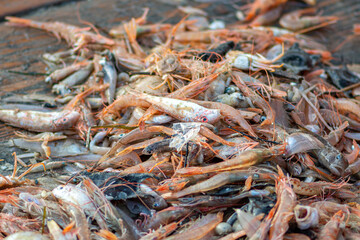 Various freshly just caught fish on a fishing wooden boat being selected by a fisherman and ready to be sold at the fish market with pieces of plastic or microplastic