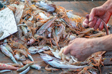 Various freshly just caught fish on a fishing wooden boat being selected by a fisherman and ready to be sold at the fish market with pieces of plastic or microplastic