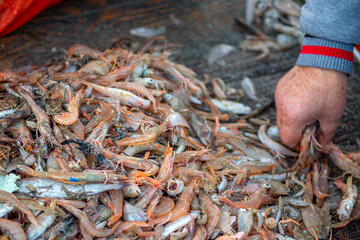 Various freshly just caught fish on a fishing wooden boat being selected by a fisherman and ready to be sold at the fish market with pieces of plastic or microplastic