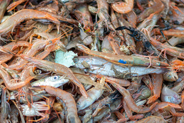 Various freshly just caught fish on a fishing wooden boat being selected by a fisherman and ready to be sold at the fish market with pieces of plastic or microplastic