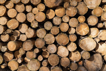 Background of firewood stacked and prepared for winter