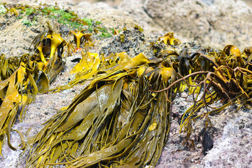 Seaweeds Giant Kelp, Punihuil, Chiloe Island, Chile