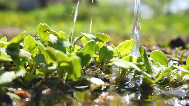 Water pours on young green shoots in early spring
