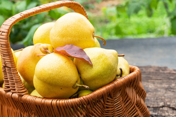 Juicy ripe pears in a basket on a wooden table