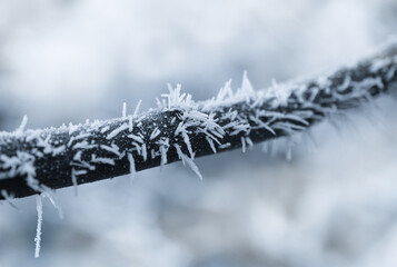 Obraz premium Hoarfrost on the branch of the tree close up. Winter nature background.
