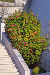 Obraz premium Sunny spring day. Beautiful camellia bush with red flowers and green leaves near house