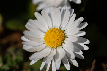 Fototapeta premium marguerite