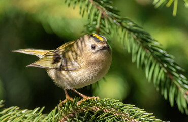 Goldcrest, Regulus regulus. Sunny morning, a bird sits on a spruce branch