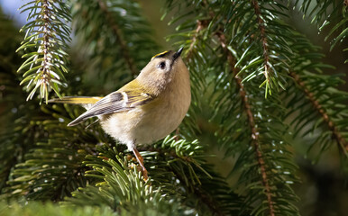 Goldcrest, Regulus regulus. The smallest bird of Eurasia. Sunny morning, a bird sits on a spruce branch.