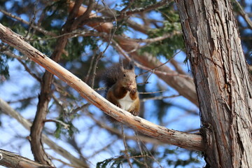木の上でクルミを食べる冬のエゾリス