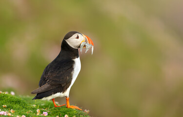 Atlantic puffin with sand eels standing on grass in summer