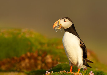 Atlantic puffin with sand eels standing on grass in summer