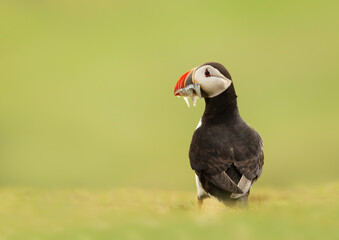 Atlantic puffin with sand eels on green grass