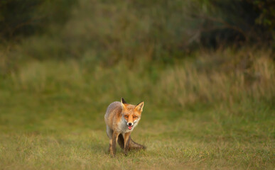 Red fox on green grass in summer