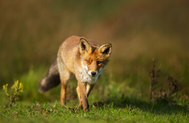 Naklejka na ściany i meble Close up of a red fox in the morning light