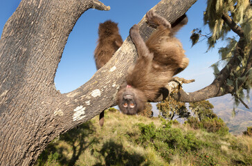 Close up of a playful baby Gelada monkey hanging in a tree