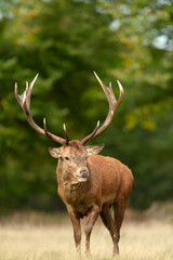Close up of a red deer stag standing in a field of grass