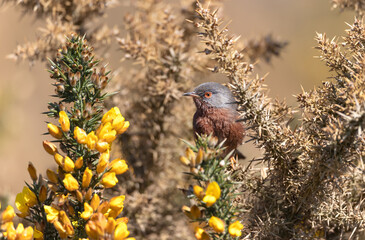 Dartford warbler perched on a gorse