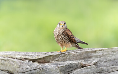 Close up of a common kestrel perched on a tree