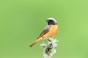 Close up of a Common Redstart on a mossy perch against green background