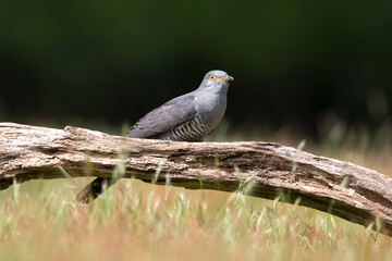 Close up of a Common Cuckoo perched on a tree
