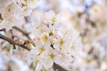 Cherry blossoms in spring