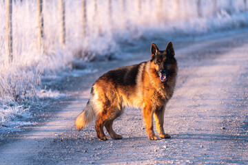 portrait of a playful german shepherd dog