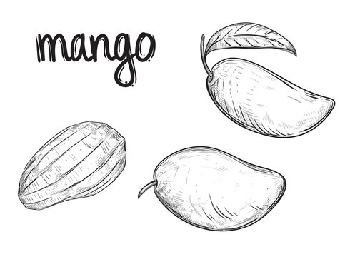 Hand drawn sketch black and white set of fruit mango, slice, leaf. Vector illustration. Elements in graphic style label, card, sticker, menu, package. Engraved style illustration.