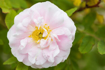 バラ martin frobisher