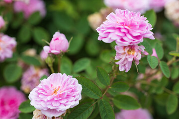 バラ rose de meaux