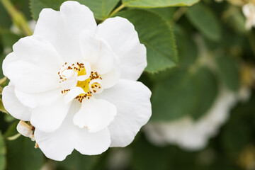 バラ alba semi-plena