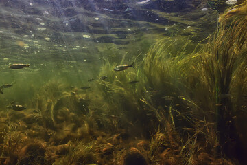 multicolored underwater landscape in the river, algae clear water, plants under water