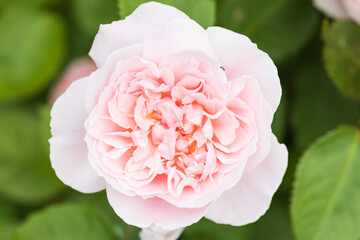 バラ kathryn morley