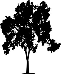 Tree Silhouettes Tree SVG EPS PNG