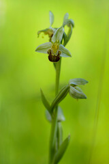 Orchid Ophrys apifera in close up with green bokeh