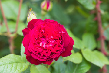 バラ william shakespeare