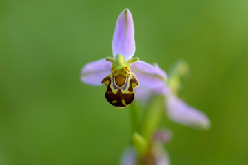 Orchid Ophrys apifera in close up with green bokeh