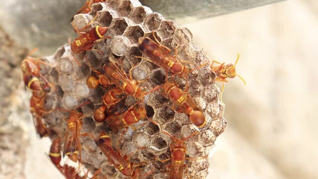 Wasps move here and there in the wasp's nest.wasp (Ropalidia marginata)