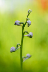 Orchid Ophrys apifera in close up with green bokeh