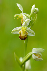 Orchid Ophrys apifera in close up with green bokeh